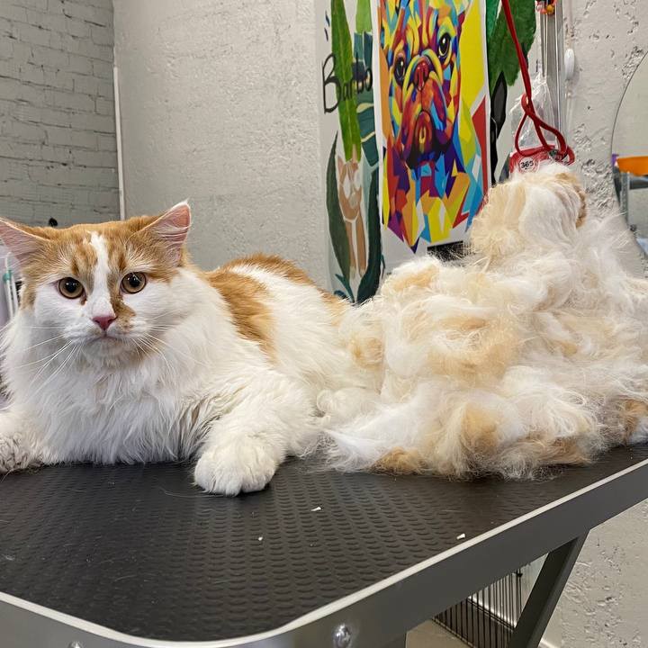 Кот/ кошка сухая линька