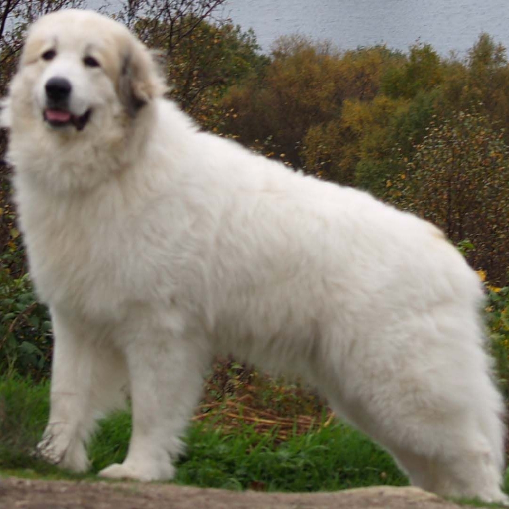 Пиренейская собака комплекс