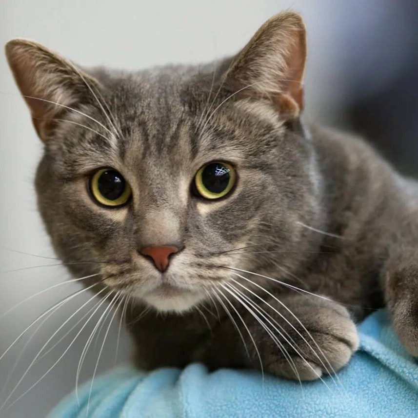 Кот/кошка комплекс с мытьем