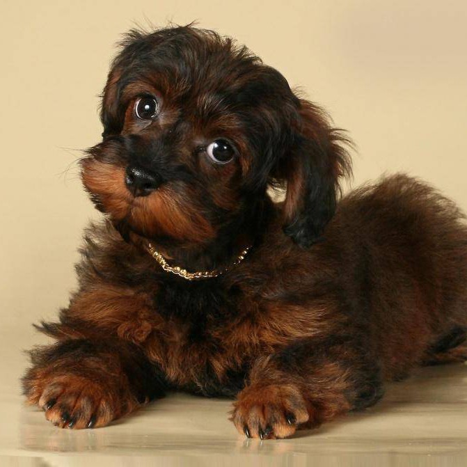 Петербургская орхидея комплекс