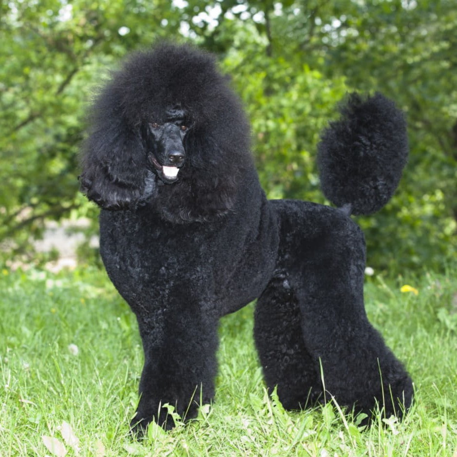 Пудель королевский комплекс