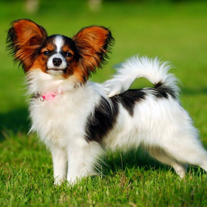 Папильон комплекс