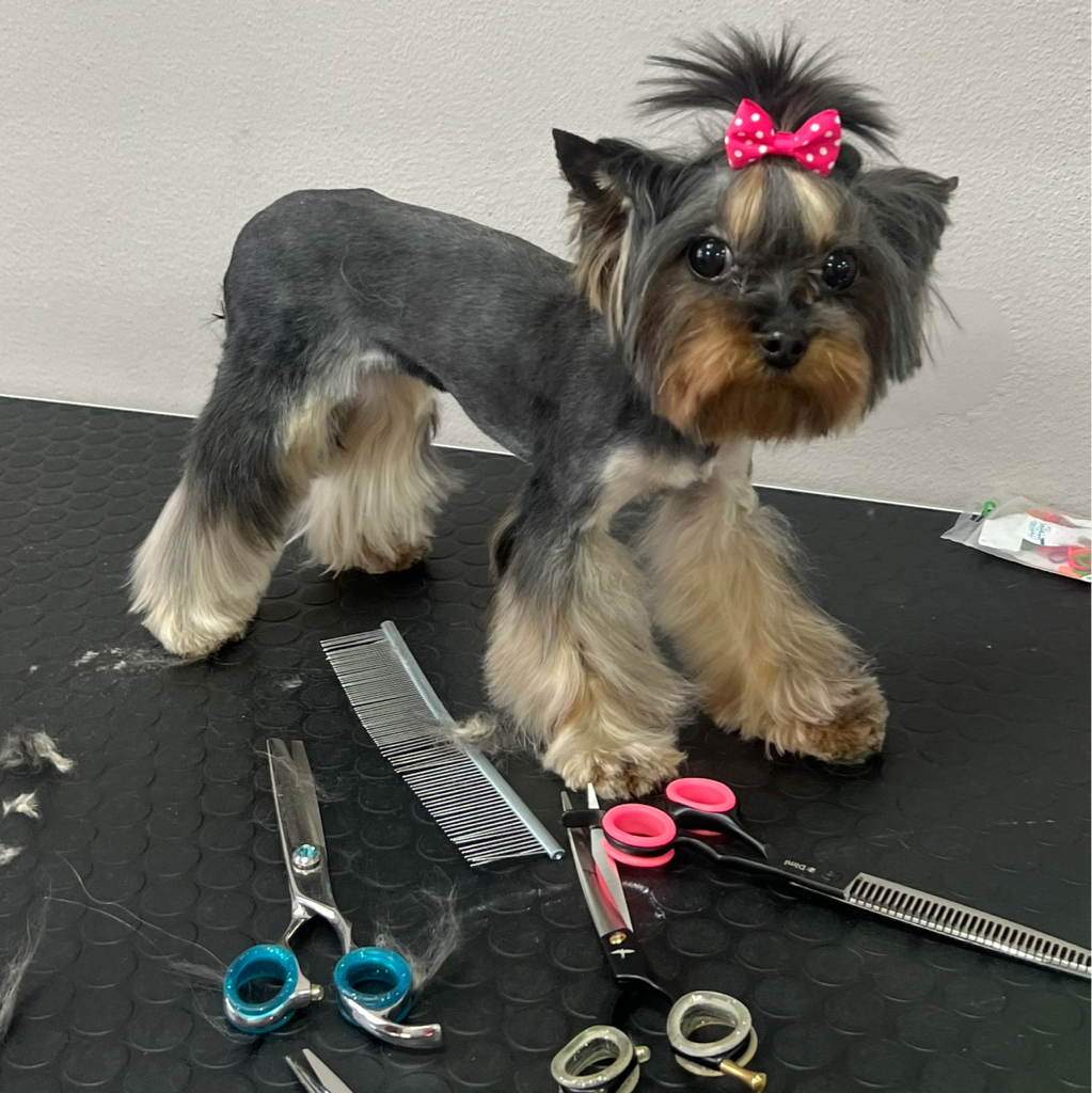 Йоркширский терьер Комплекс "Всё включено" + породная стрижка