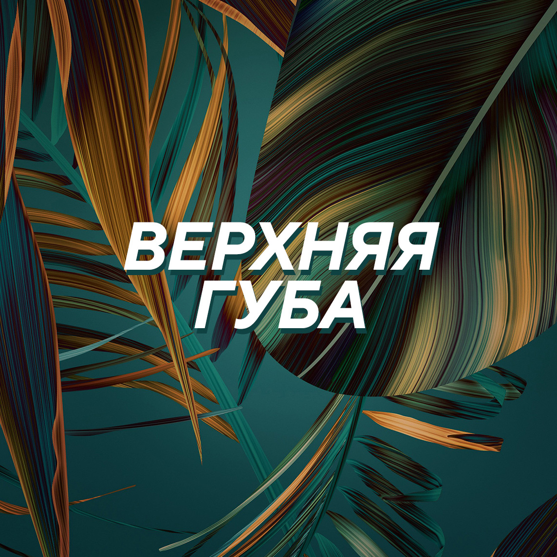 * Верхняя губа