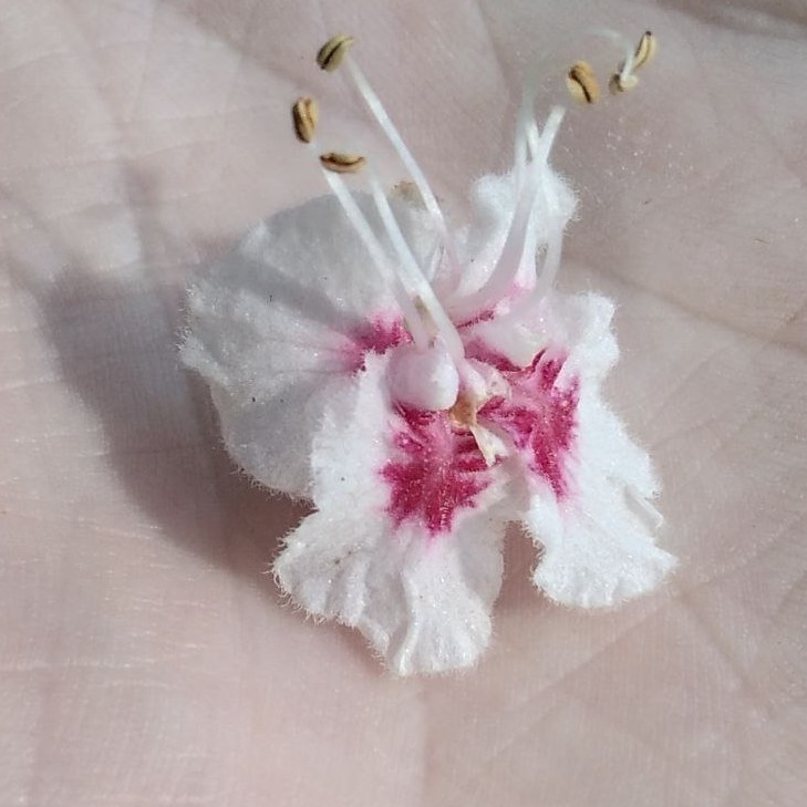 Массаж спины