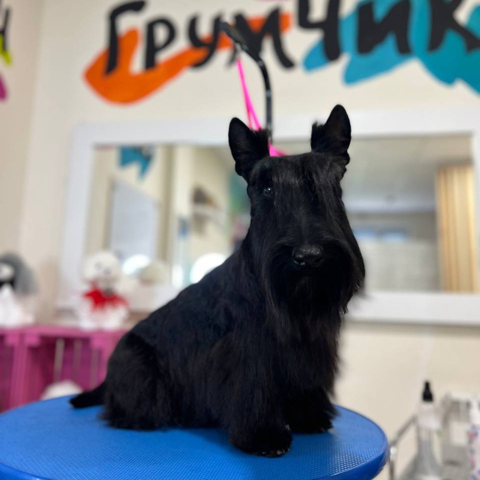 Тримминг собак (полный комплекс)