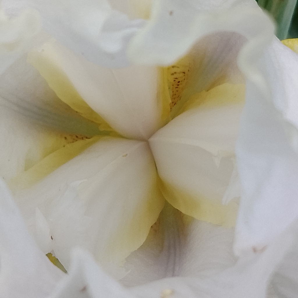 Антицеллюлитная программа на косметике Аравия #1 (со скрабированием)