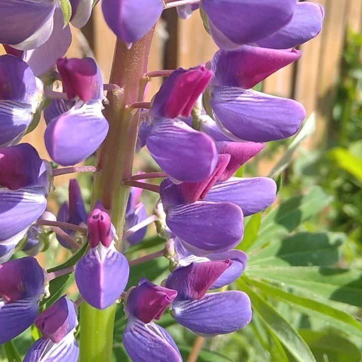 Классический массаж общеукрепляющий  (все тело )