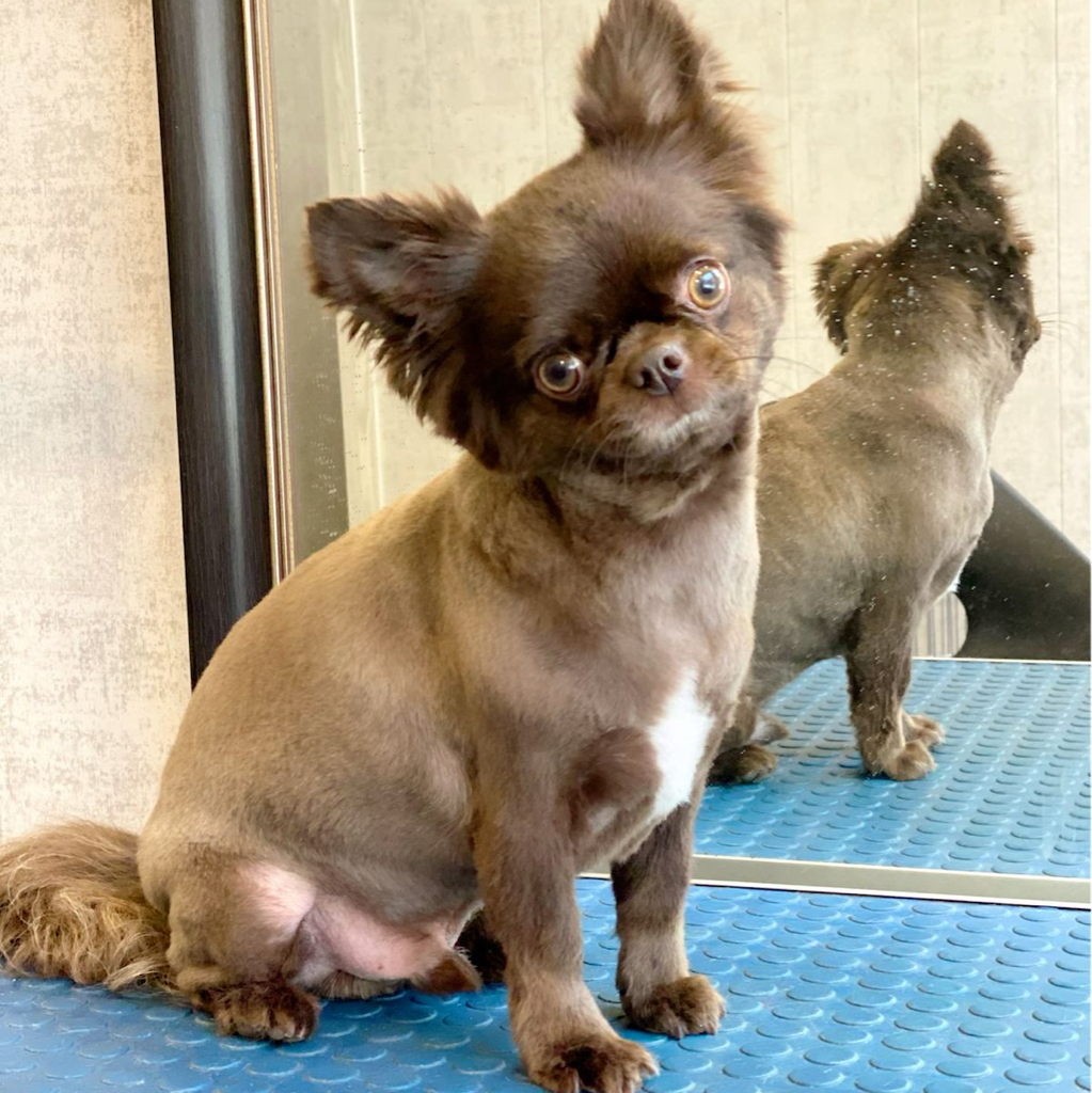 Чихуахуа длинношерстная   бритье под машинку /стрижка ножницами Можно дополнительно добавить маску и озоновую спа