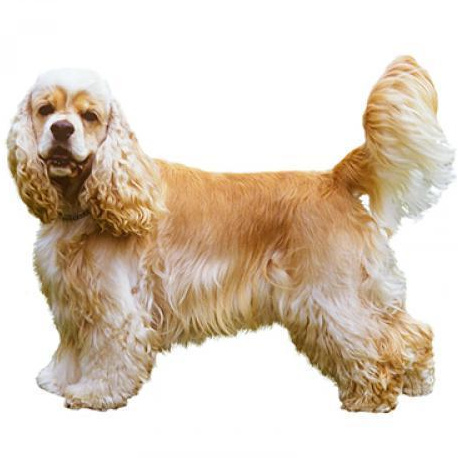 Американский спаниель (стрижка ножницами)