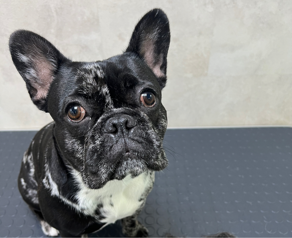 Французский бульдог от 8 кг комплекс Вычёсывание