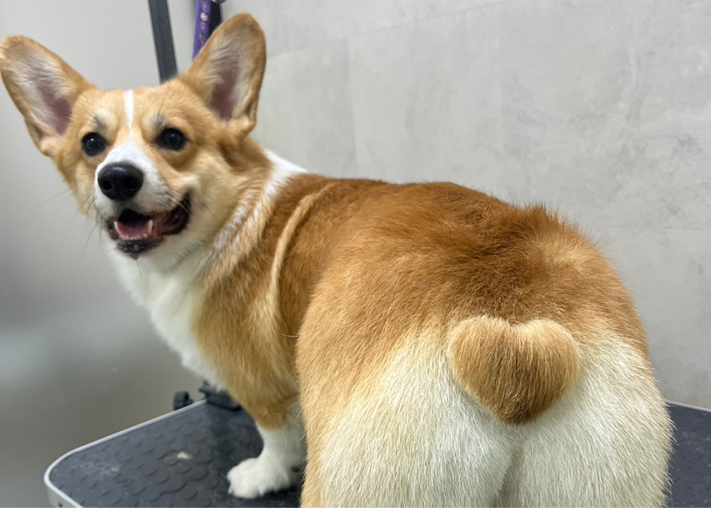 Вельш-корги пемброк/кардиган от 12кг комплекс Вычёсывание