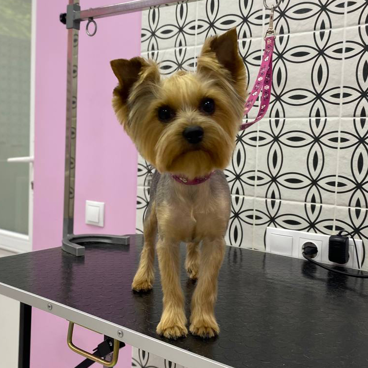 йорк/ бівер  комплекс до 4 кг