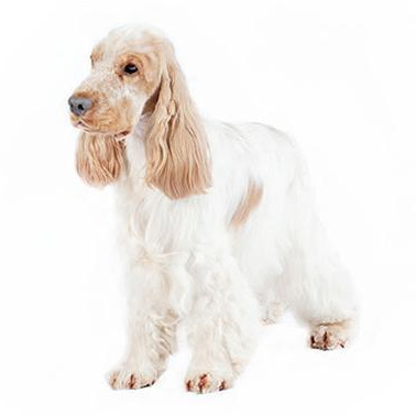 Английский спаниель (стрижка машинкой)