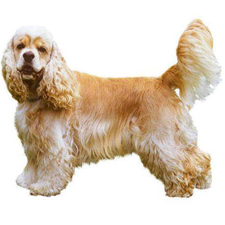 Американский спаниель (стрижка машинкой)