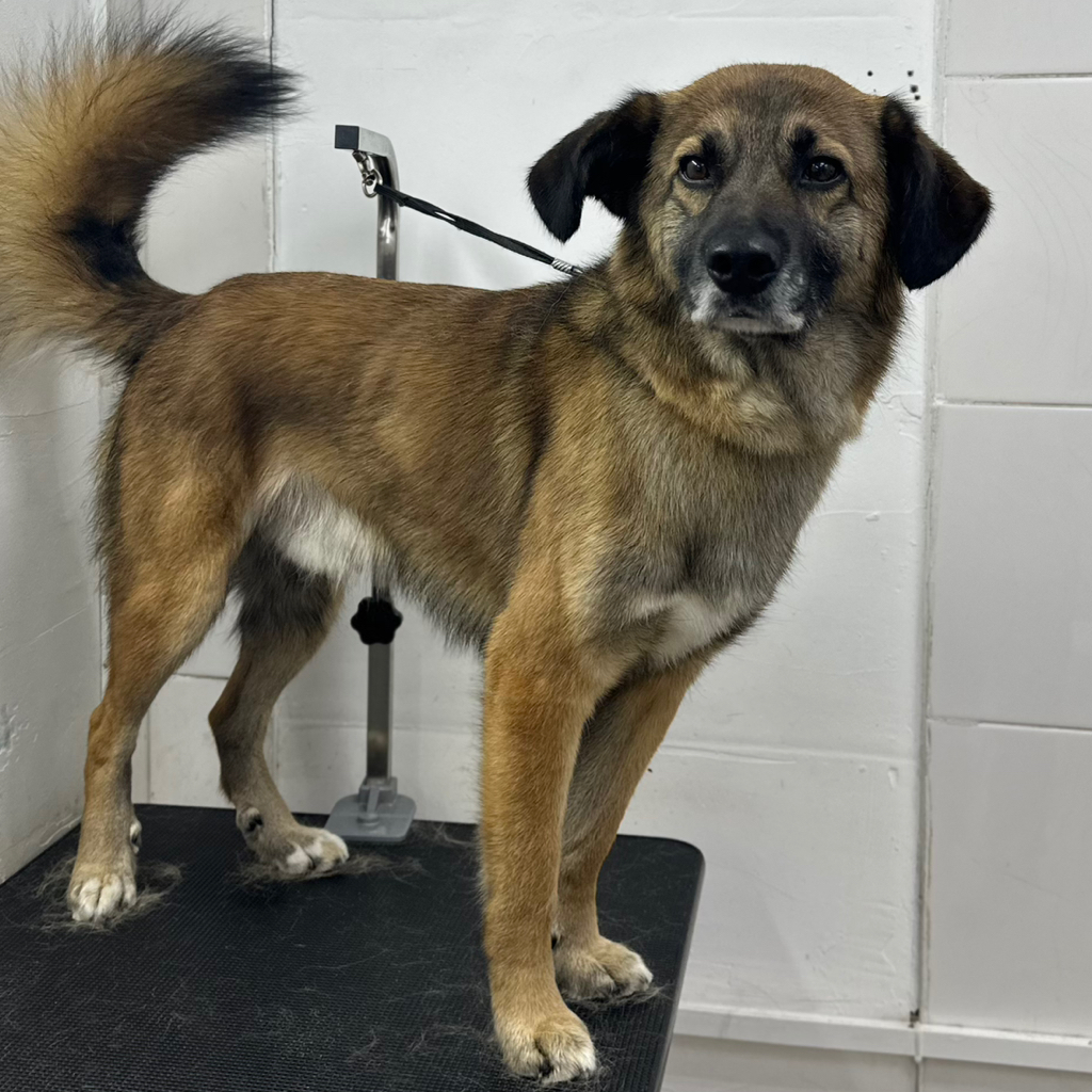 МЕТИС более 10кг Вычесывание с мытьем