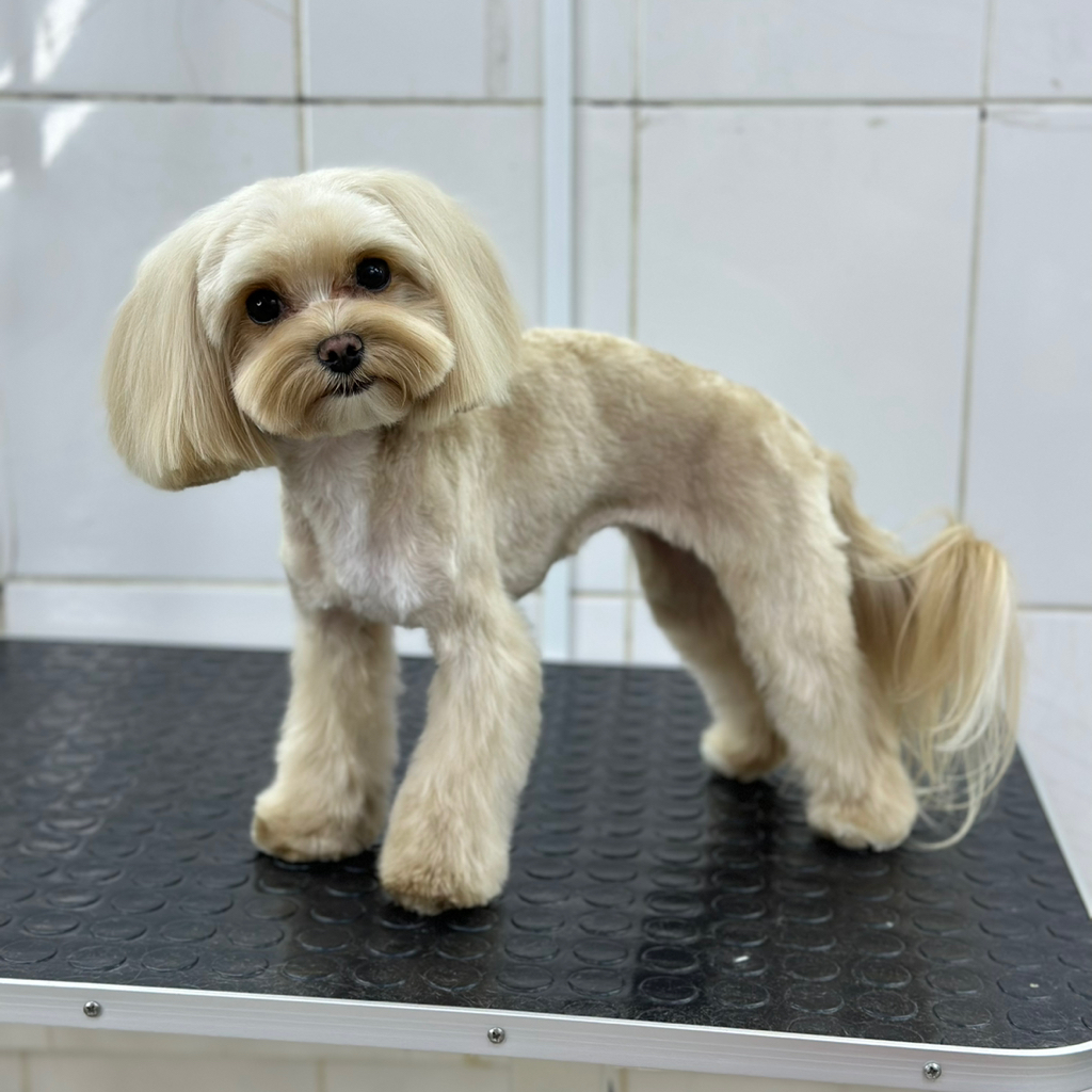 МАЛЬТИПУ Корпус бреется под машинку (до 9.5 мм)