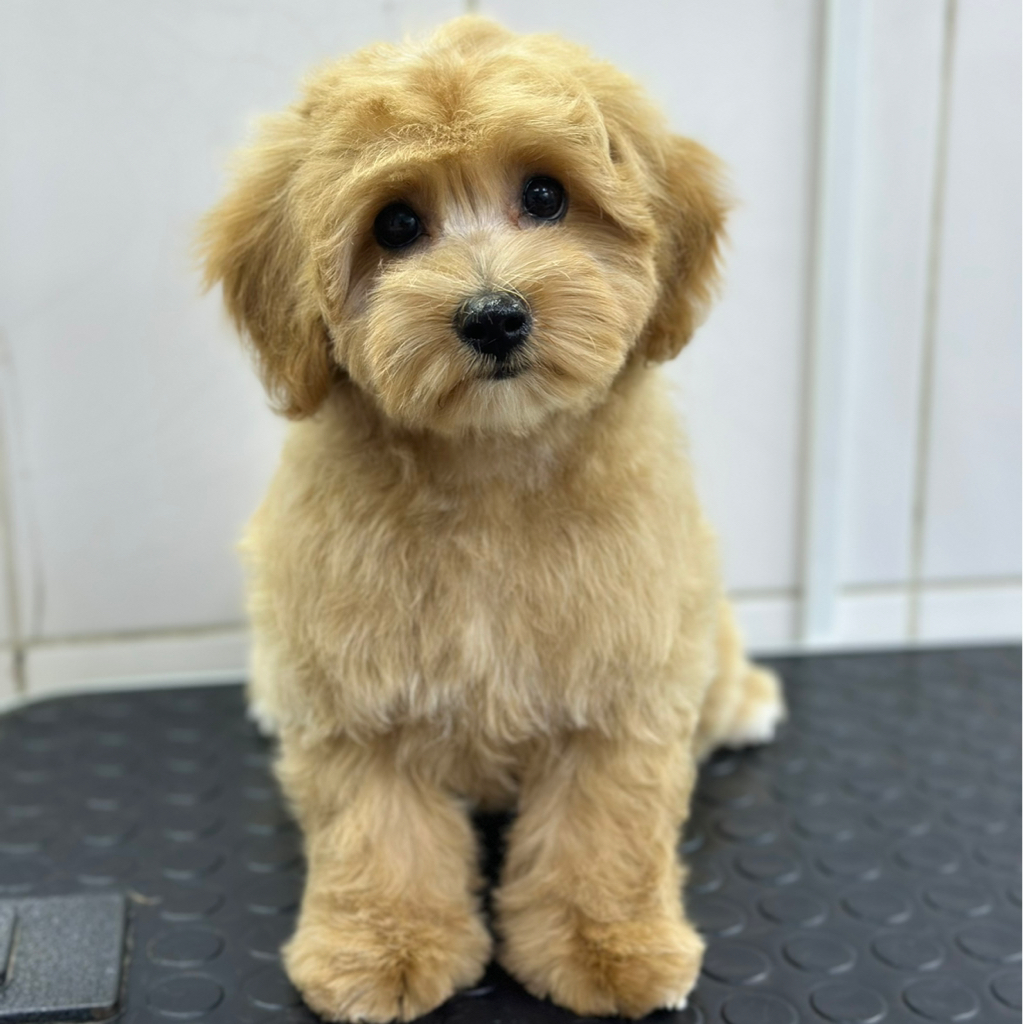 МАЛЬТИПУ Гигиена с мытьем (гигиенический комплекс)