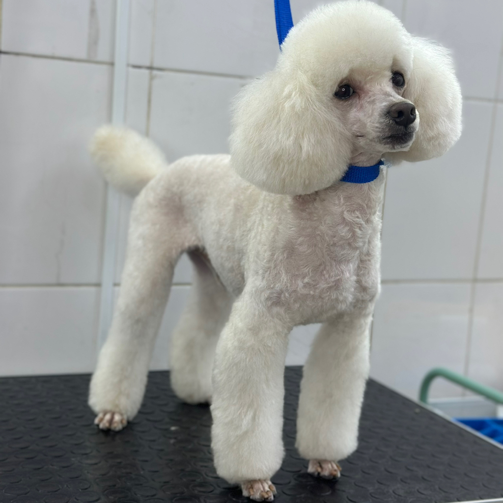 ПУДЕЛЬ Карликовый (28-35см) Корпус бреется под машинку (до 9.5 мм)