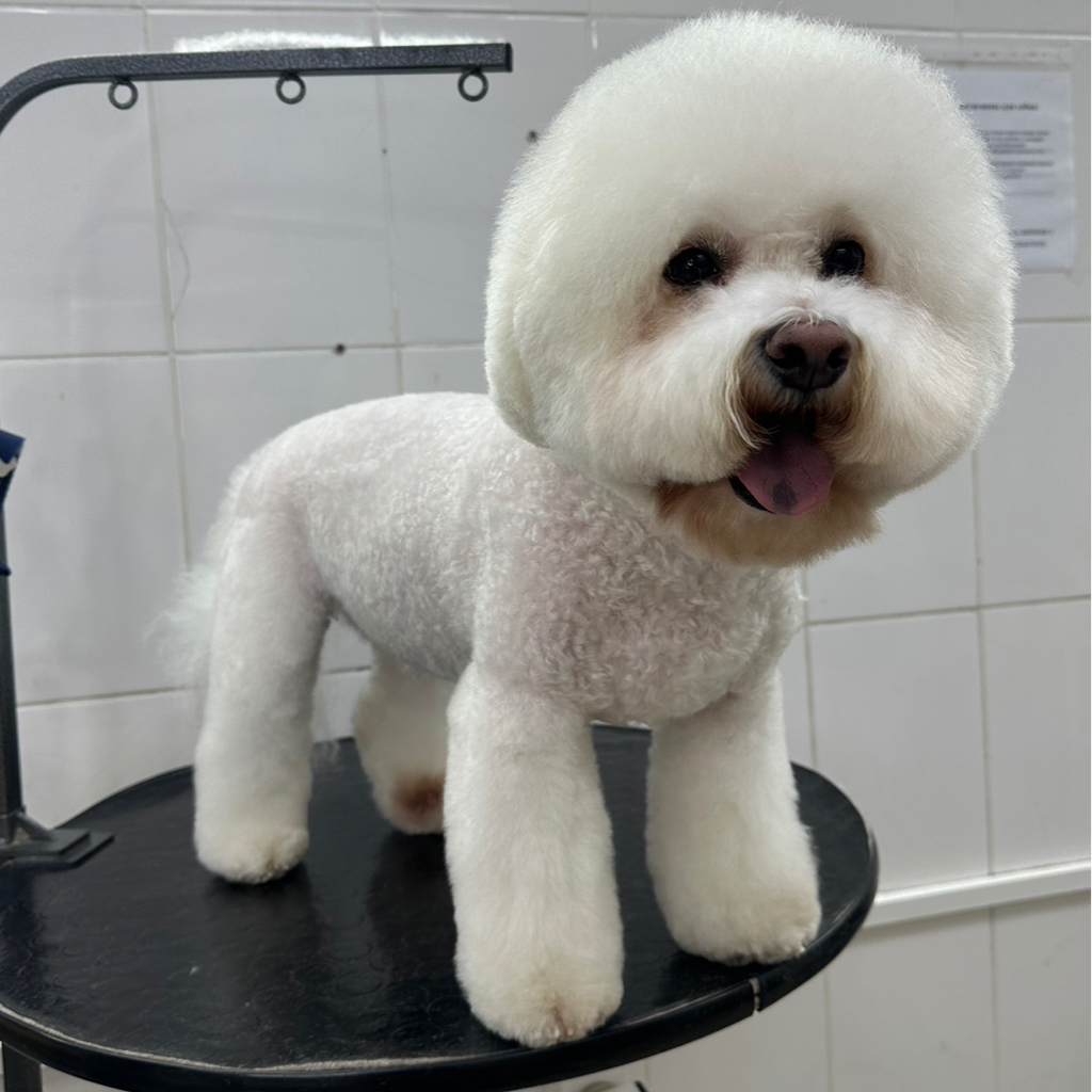 БИШОН Корпус бреется машинкой (до 9,5мм), лапы стригутся ножницами