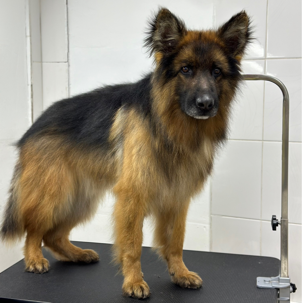 НЕМЕЦКАЯ ОВЧАРКА Вычёсывание с мытьем