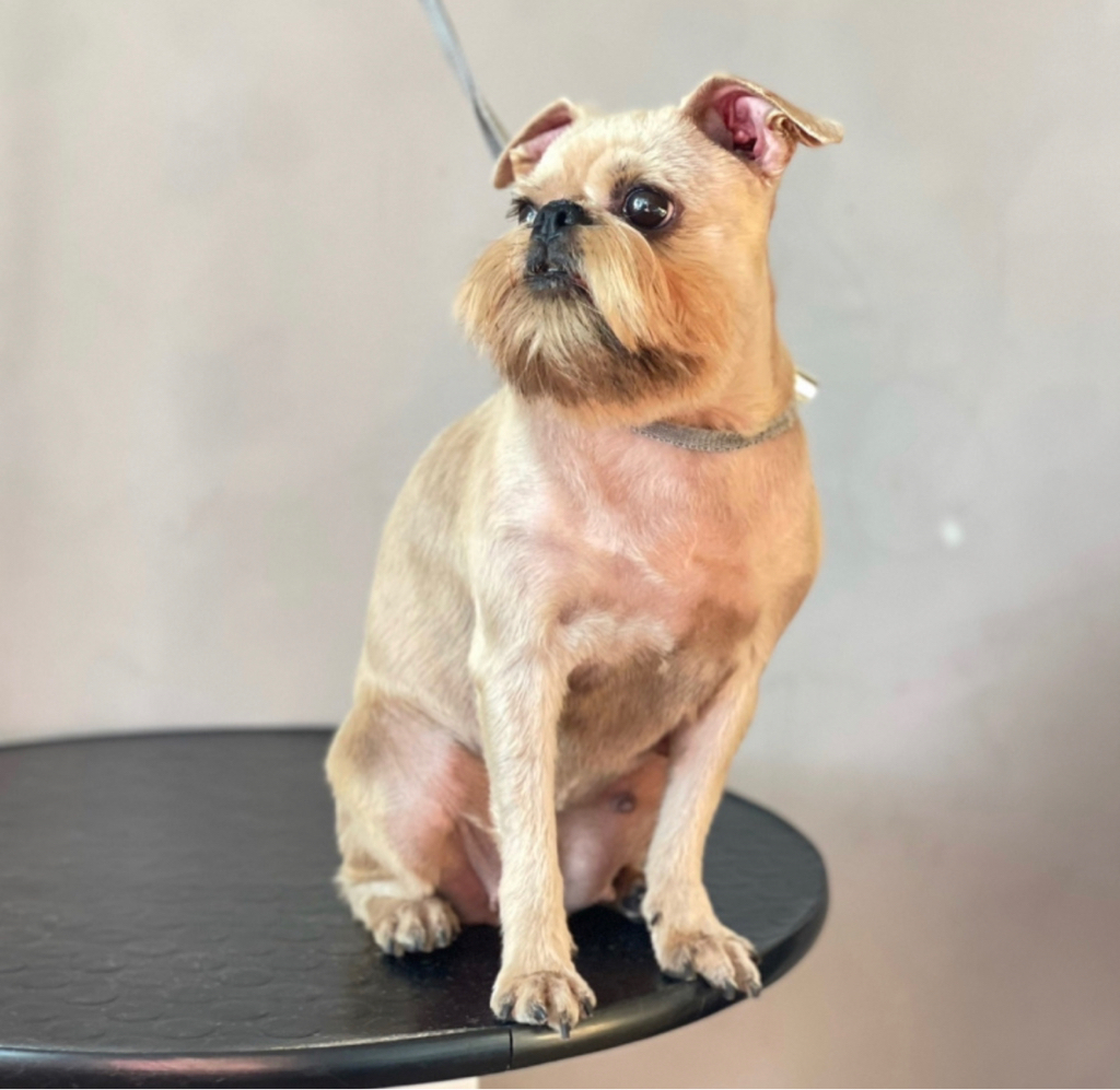 ГРИФОН Под машинку