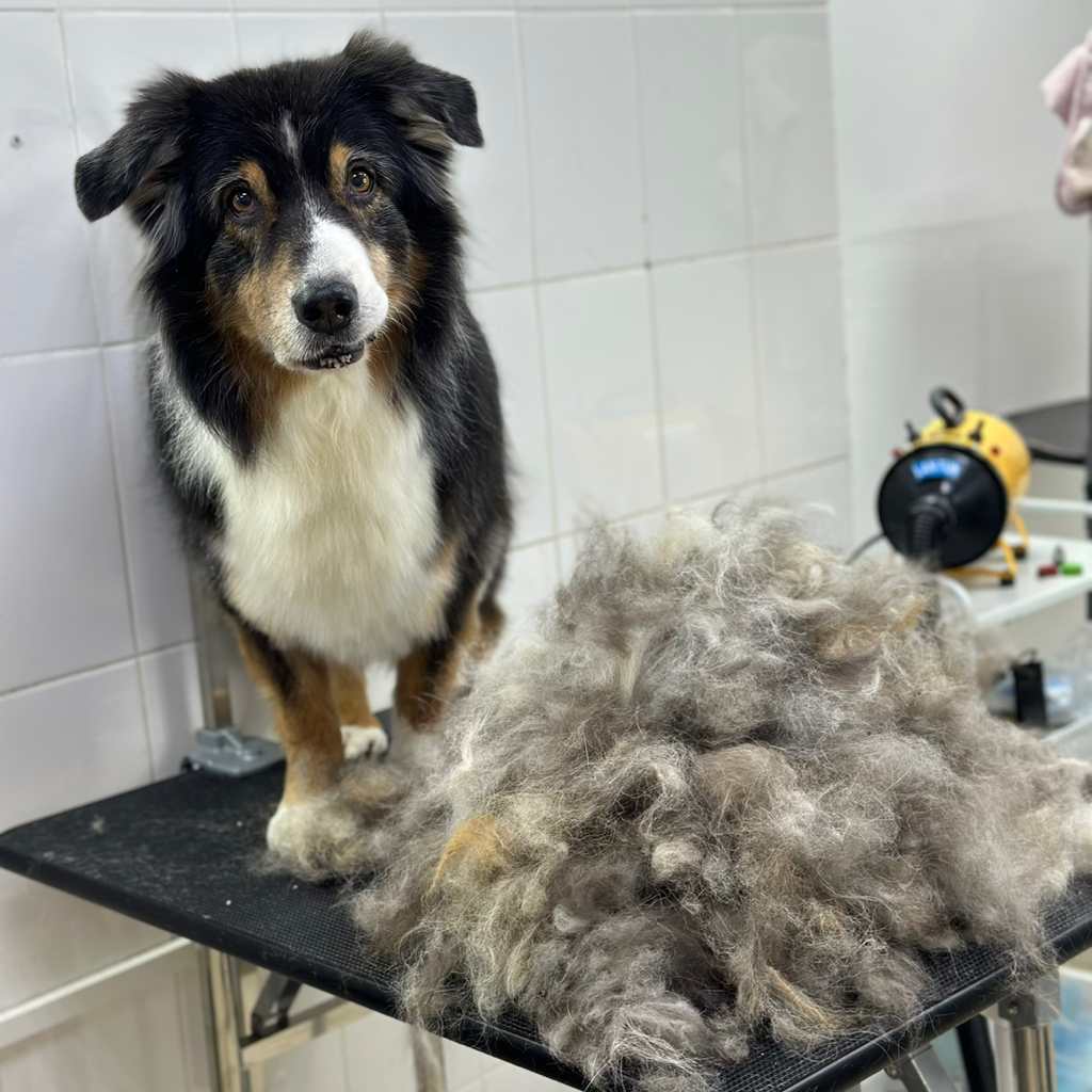 АУССИ Вычёсывание с мытьем