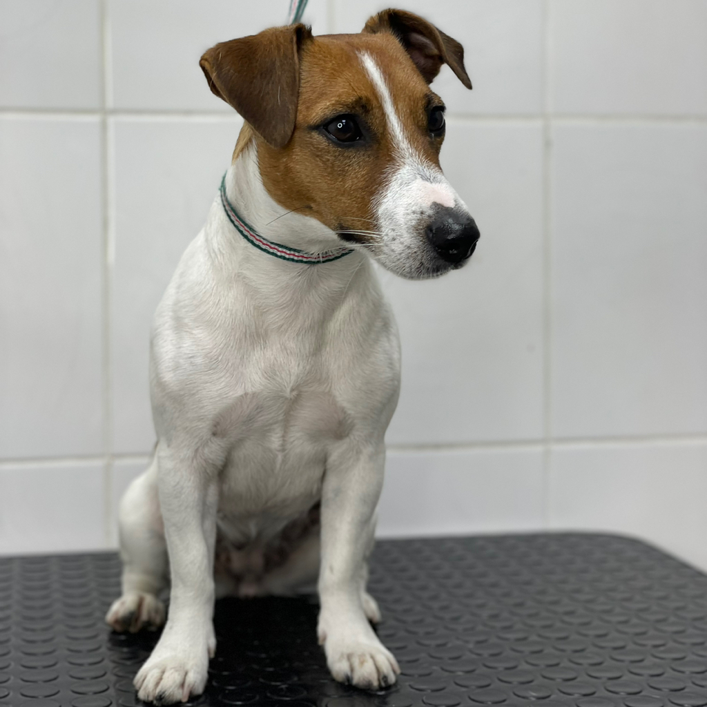 ДРТ гладкошерстный