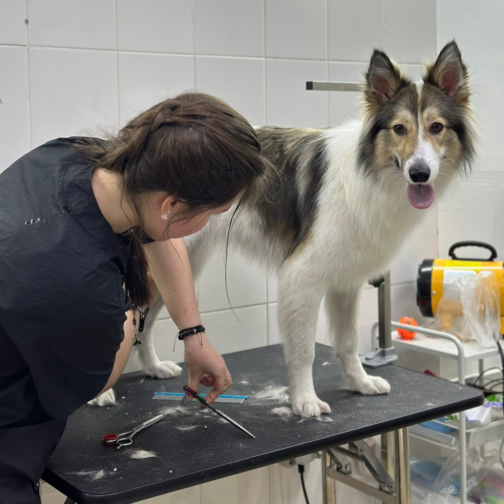 ЛАЙКА Вычёсывание с мытьем