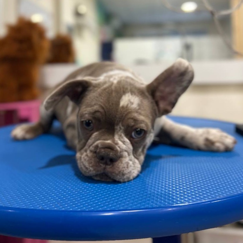 Экспресс линька гладкошёрстных( без работы ножницами)