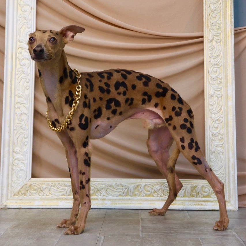 Креативное окрашивание