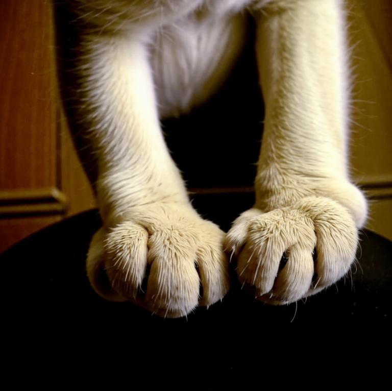 Подстригание когтей