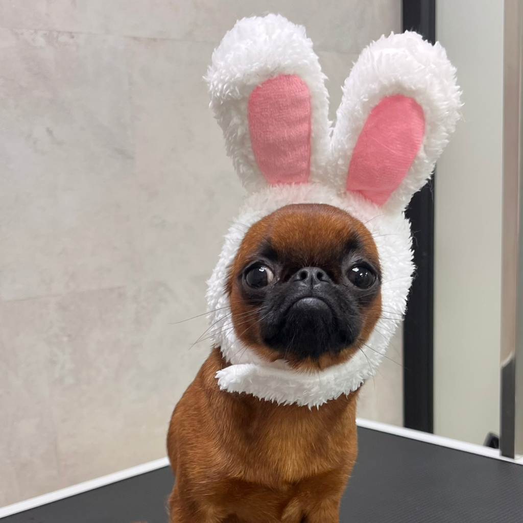 Пти брабансон гигиенический комплекс