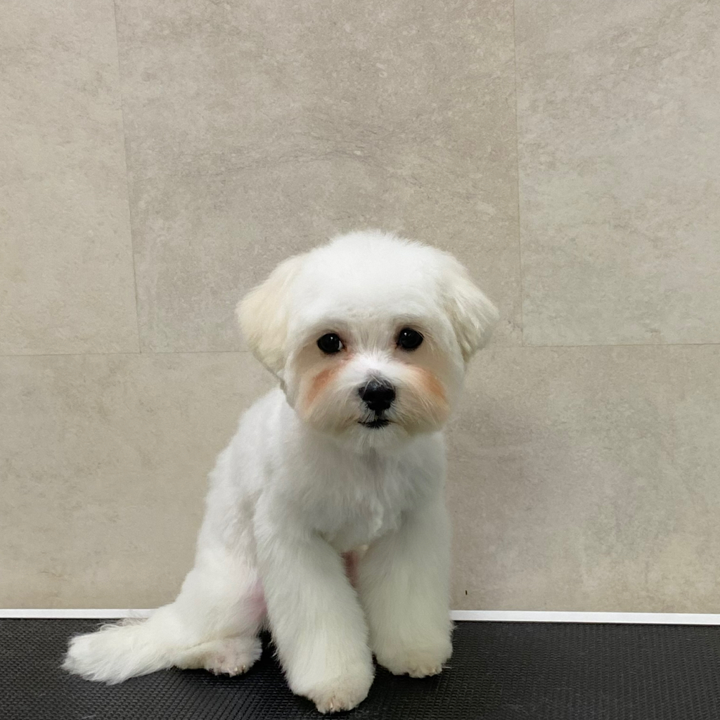 Мальтийская болонка комплекс Стрижка объемный вариант до 4кг.  (колтуны не включены)