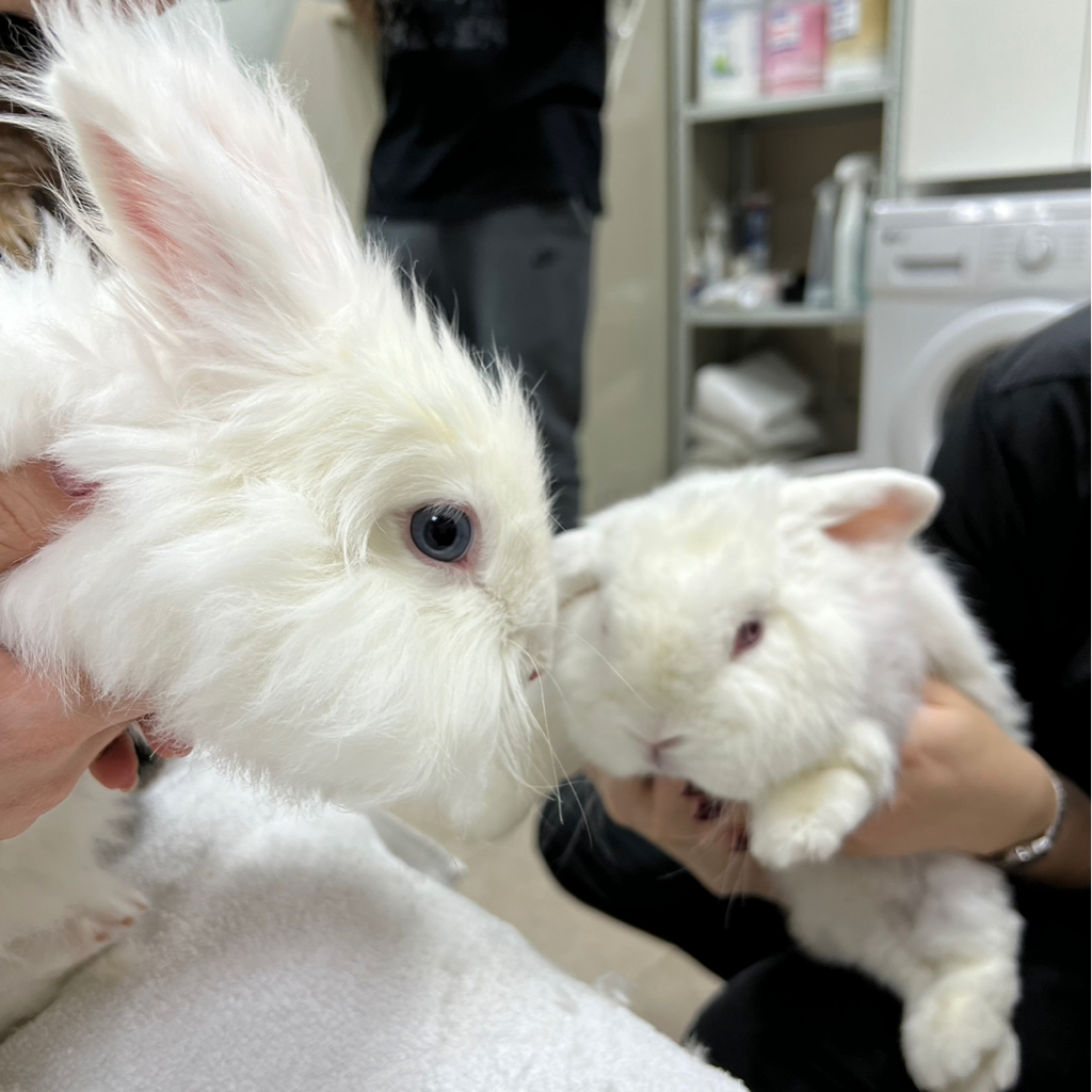 Кролик комплекс с купанием