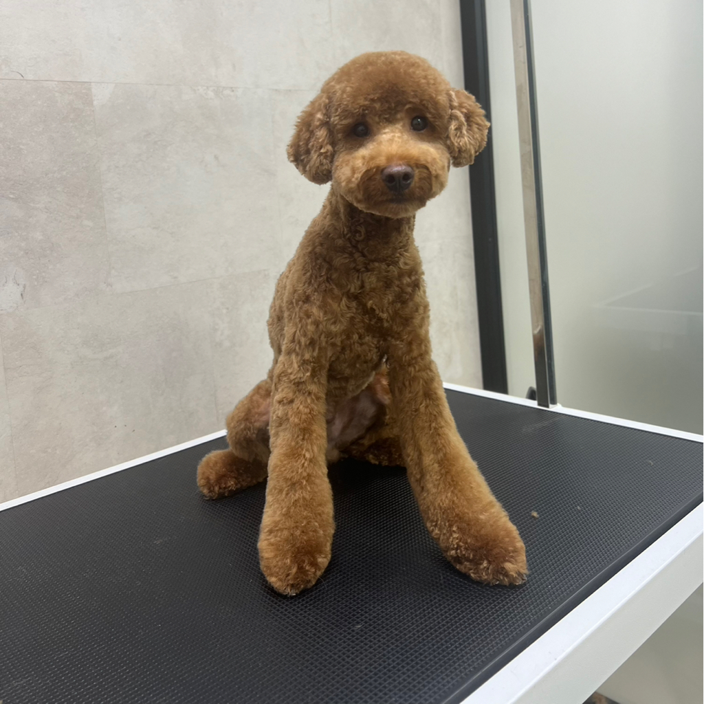 Пудель карликовый (миниатюрный)  3-6,5 кг до 35 см (объемный вариант, колтуны не включены)