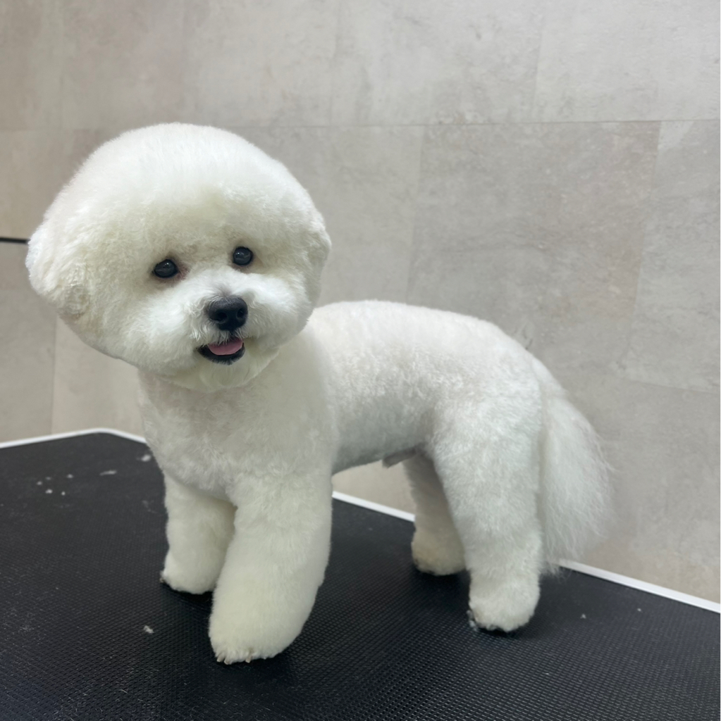 Бишон фризе комплекс объёмный вариант (колтуны не включены) 4200-5200 руб.