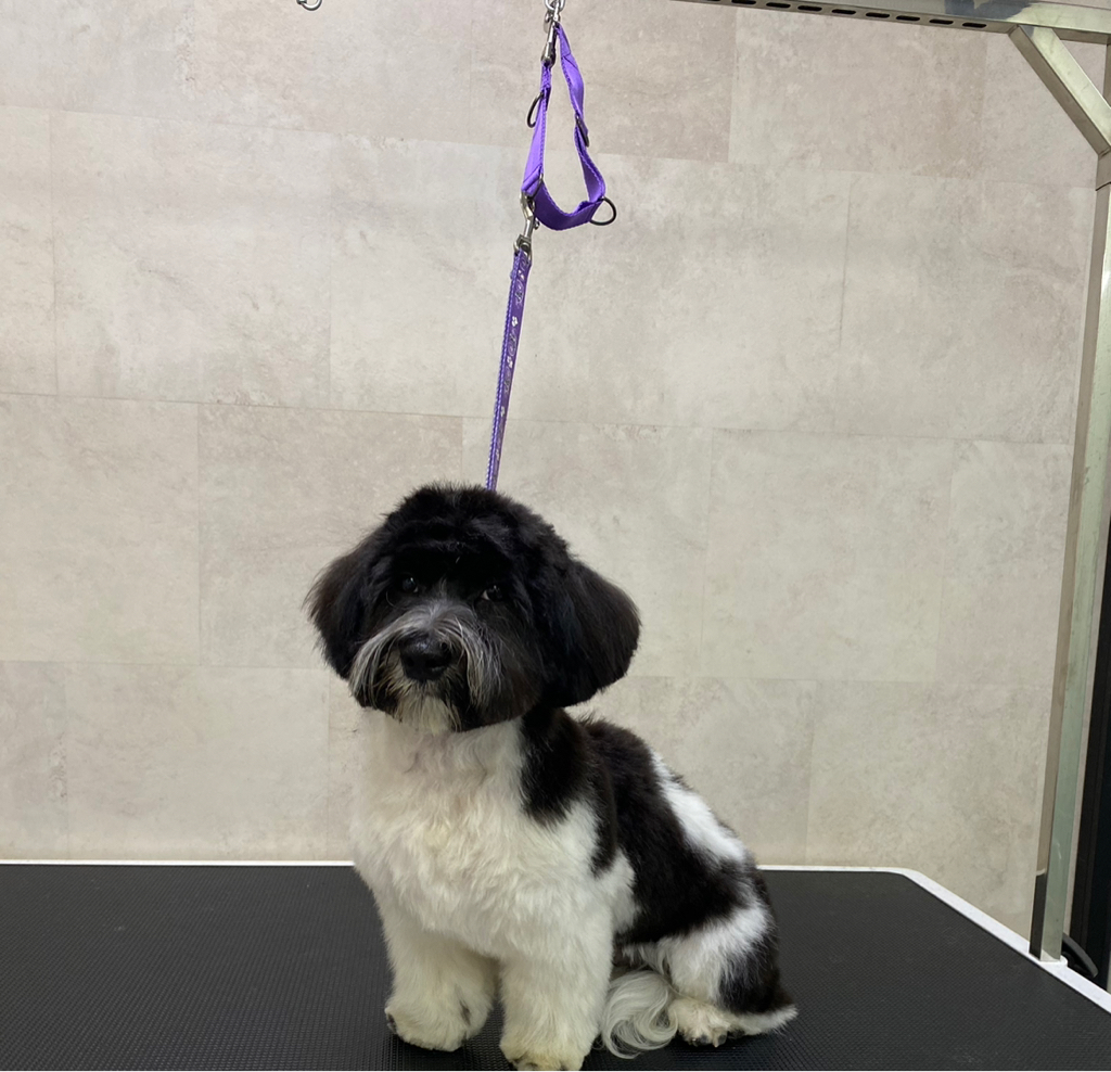 Хаванез комплекс Стрижка