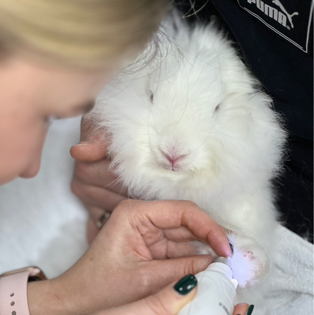 Кролик вычёсывание + стрижка