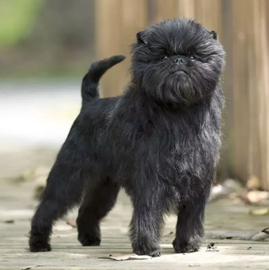 Аффенпинчер -Стрижка машинкой