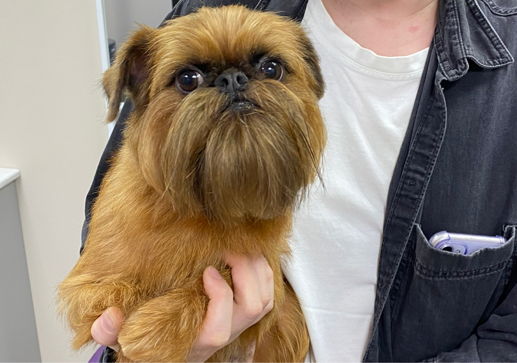 Брюссельский гриффон гигиенический комплекс