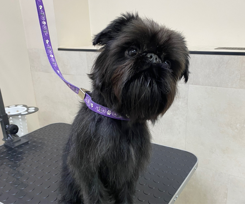 Брюссельский гриффон комплекс купание