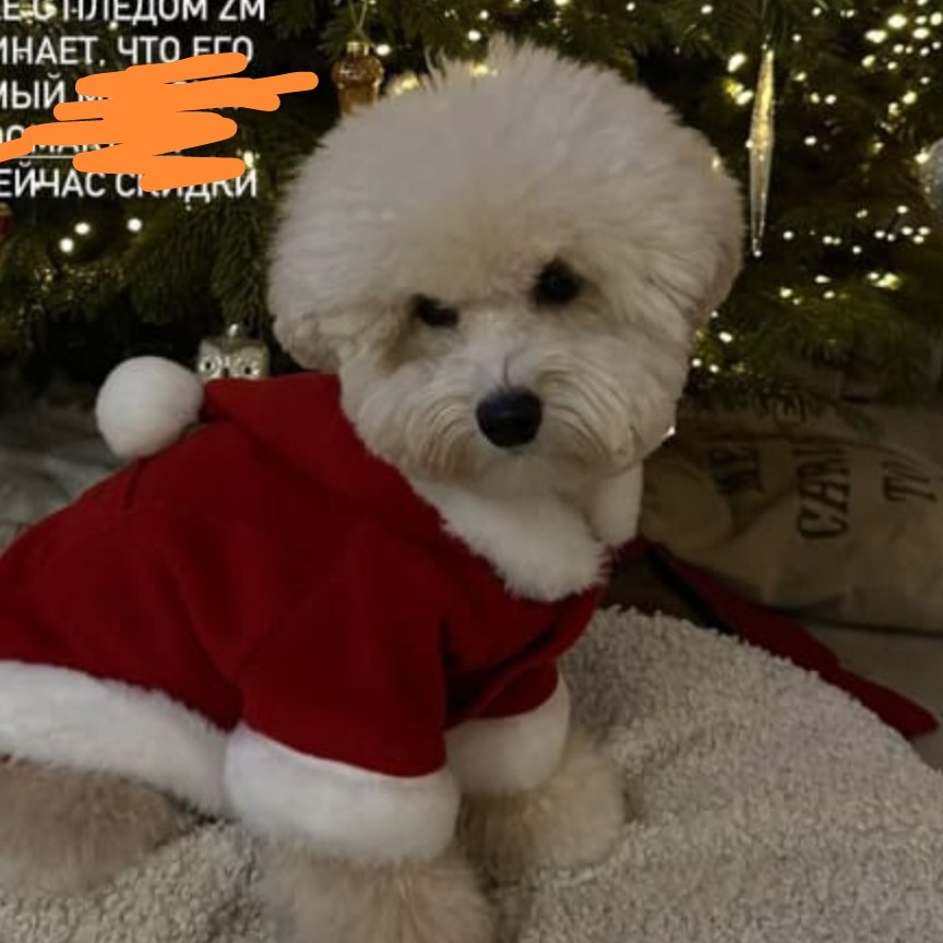Мальтипу средний 35+ см