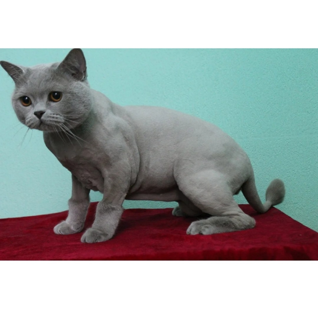 стрижка кошки под седацией