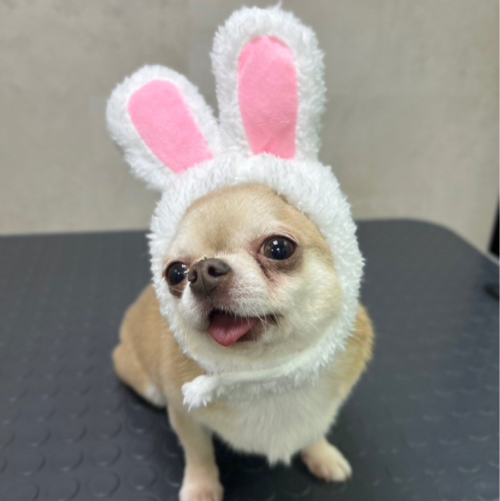 Чихуахуа гладкошерстный комплекс купание