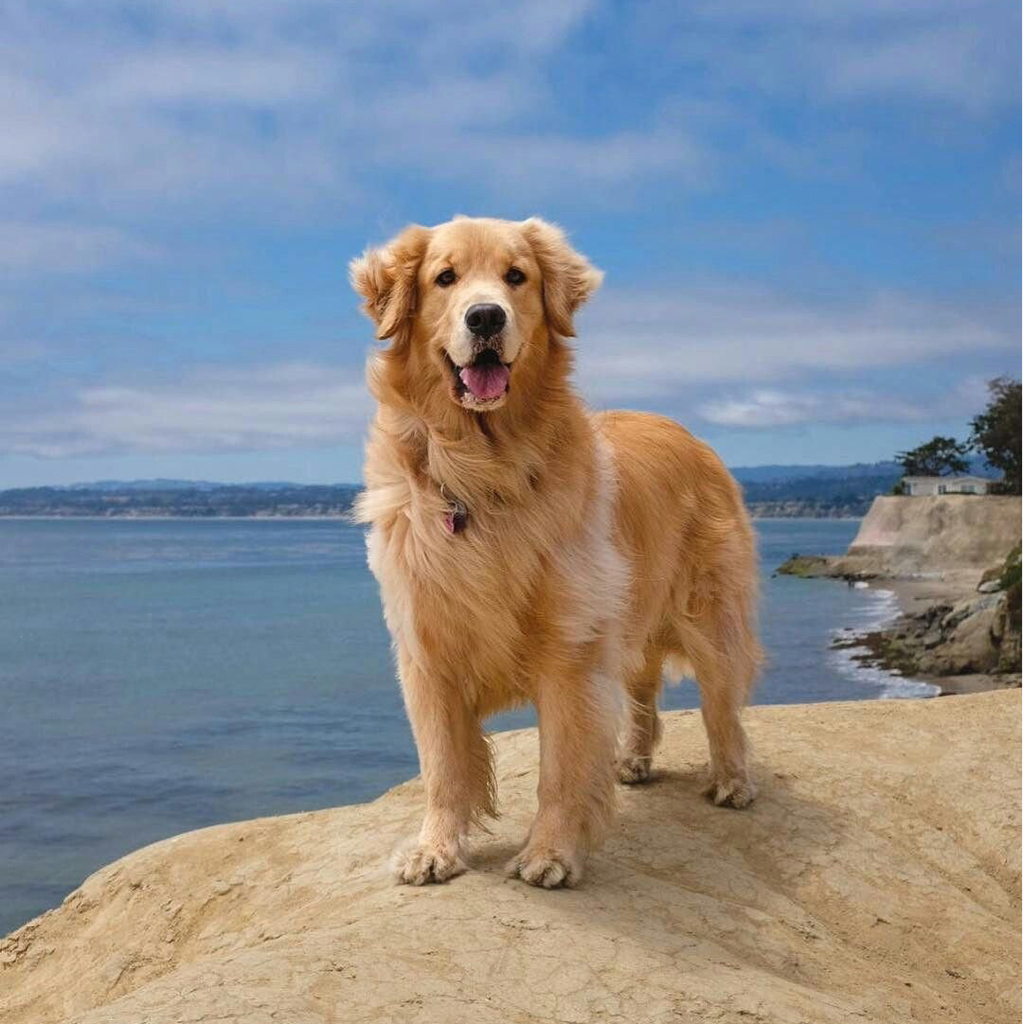 Экспресс линька Ретривер Голден