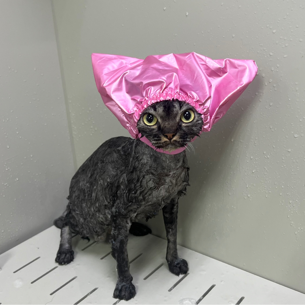 Комплекс Вычёсывание с купанием Корниш/Девон Рекс