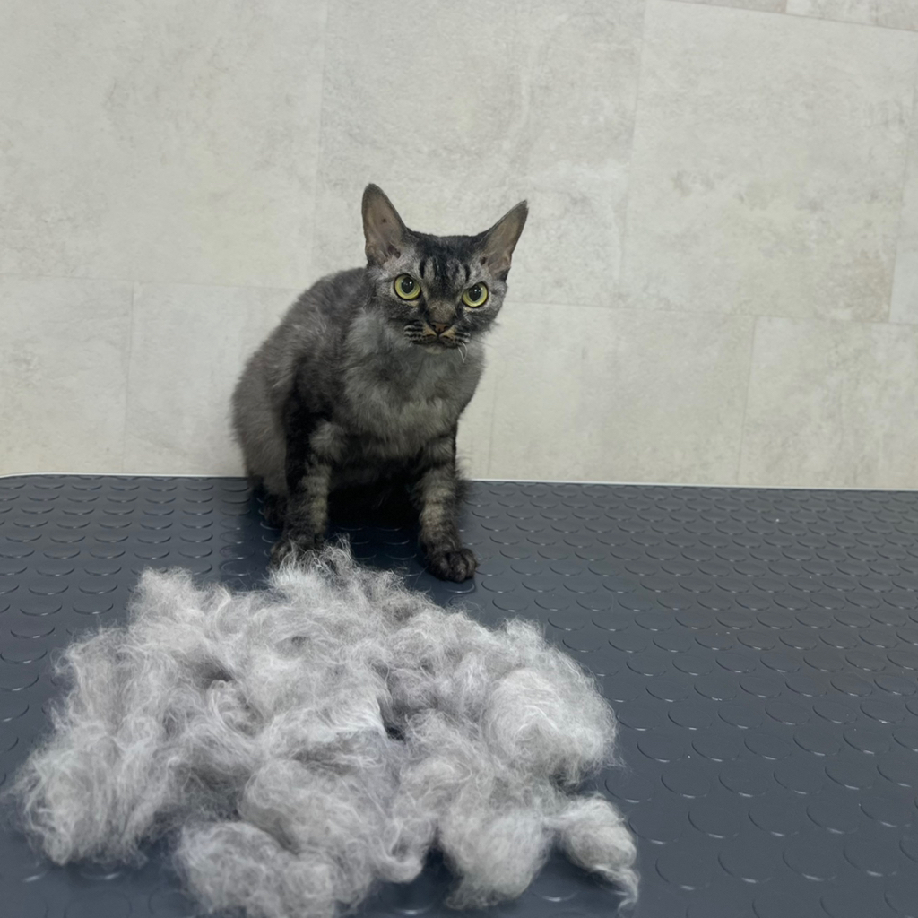 Комплекс Вычёсывание Корниш/Девон Рекс