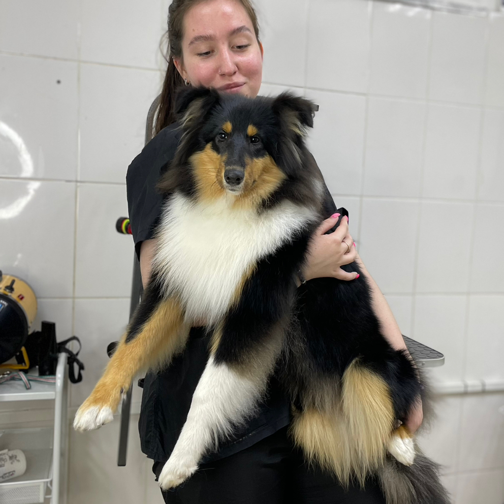 ШЕЛТИ Вычёсывание с мытьем