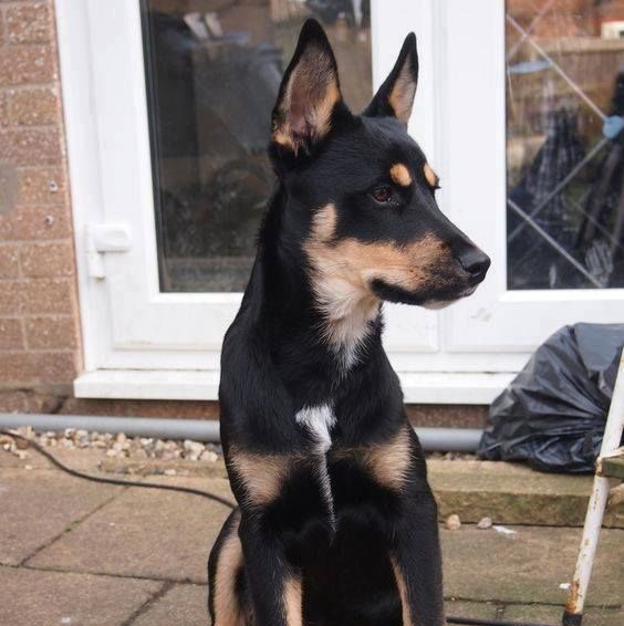 Метис до 15кг